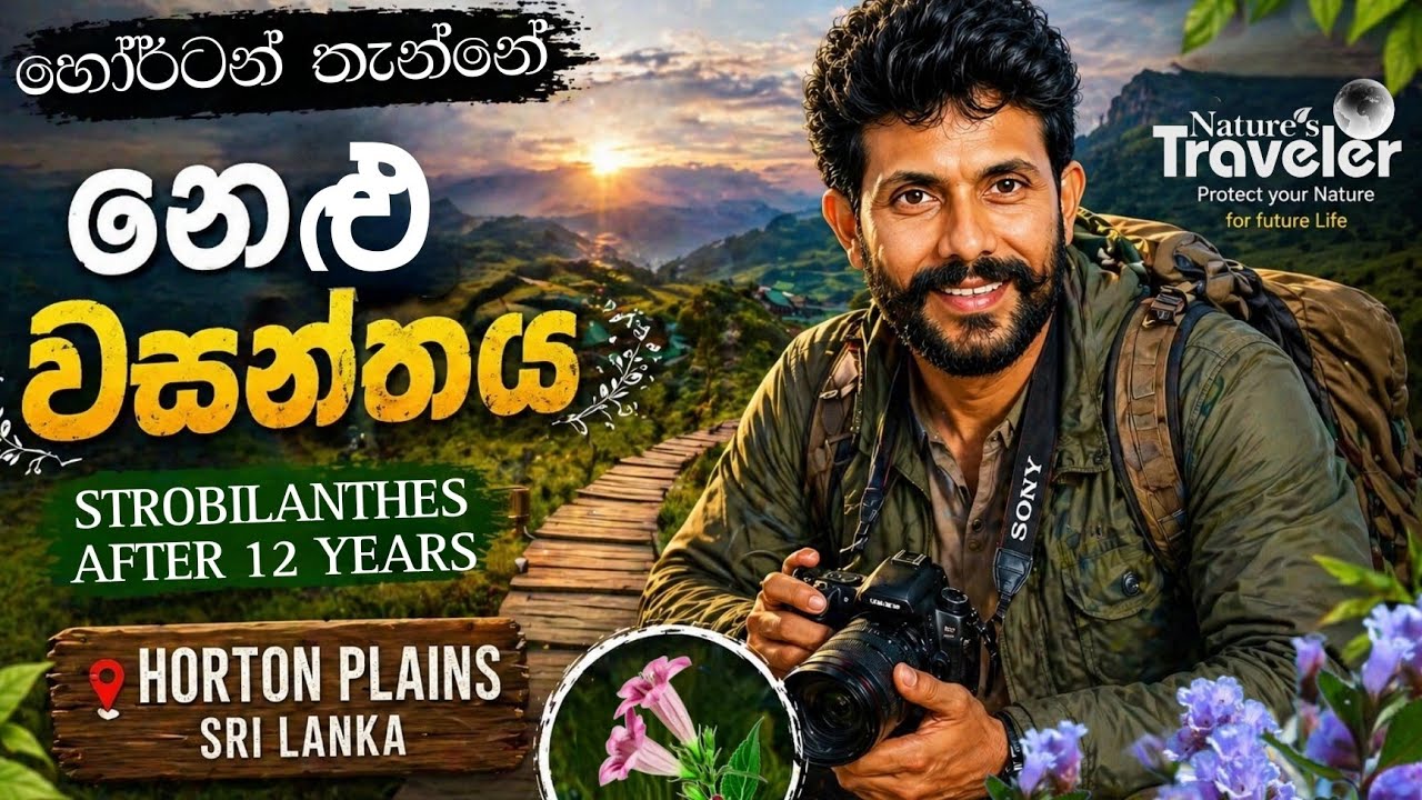 Horton Plains Nelu Bloom 🌸 2025 | හොර්ටන් තැන්නේ නේලූ වසන්තය | The Nature's Traveler