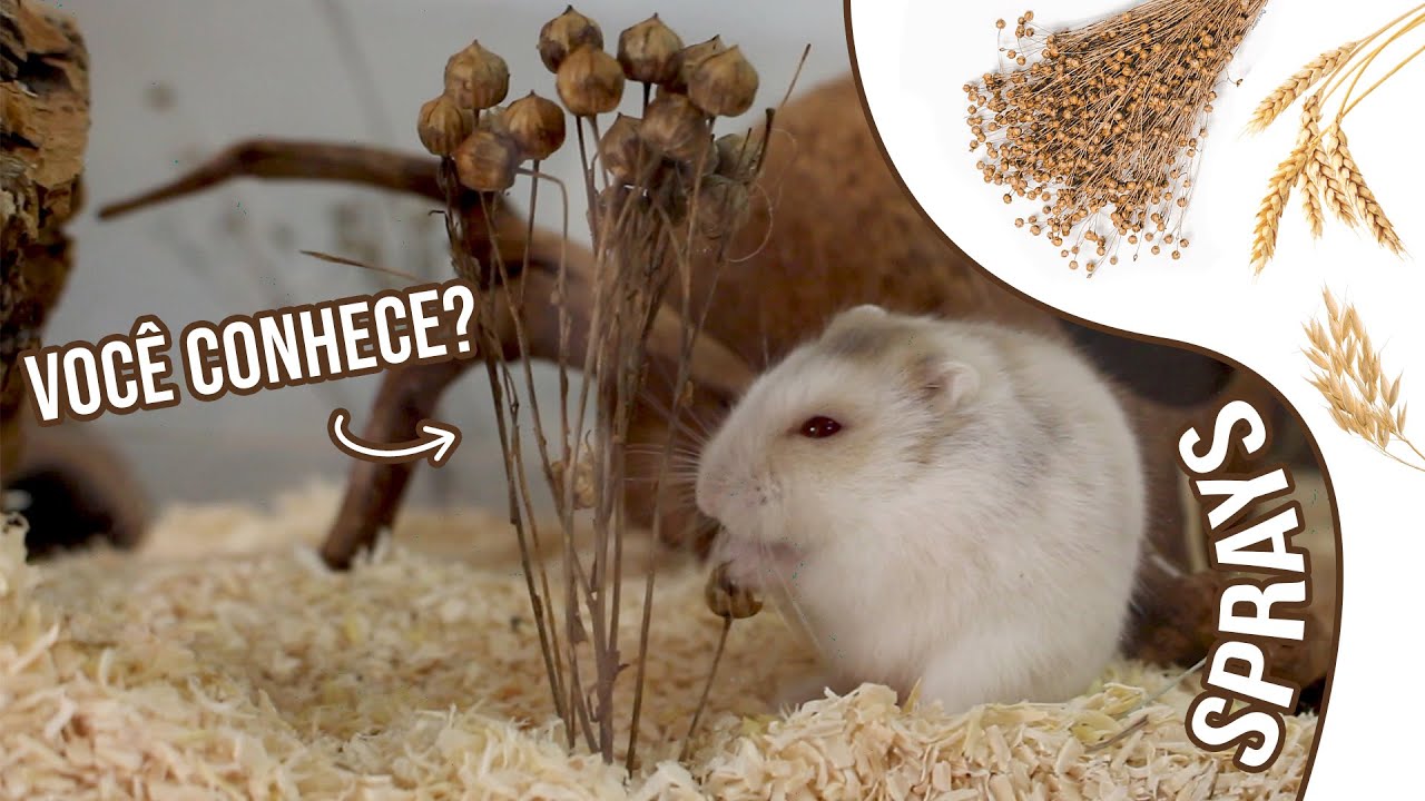 SPRAYS para hamster e gerbil