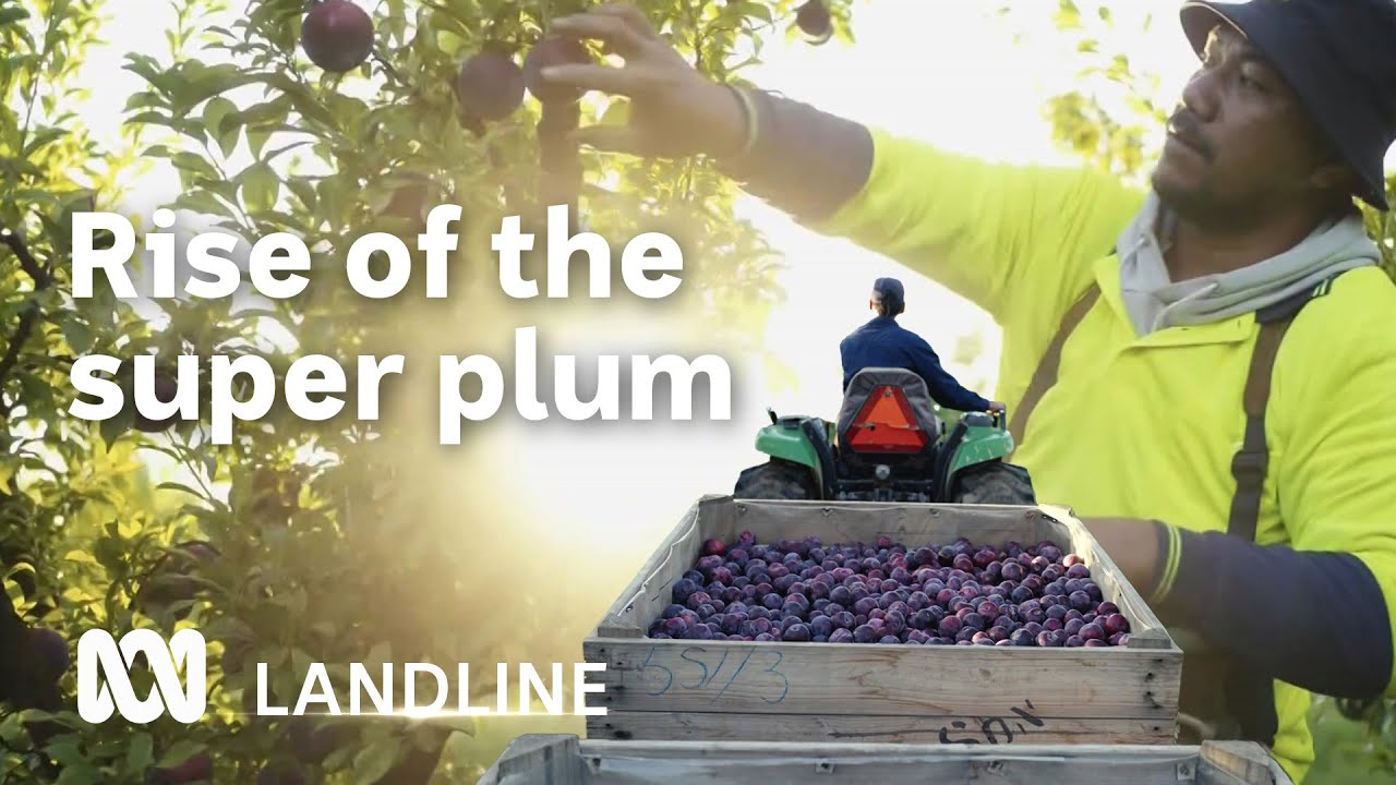 Scientists say this Australian plum may help delay or prevent dementia | Landline | ABC Australia