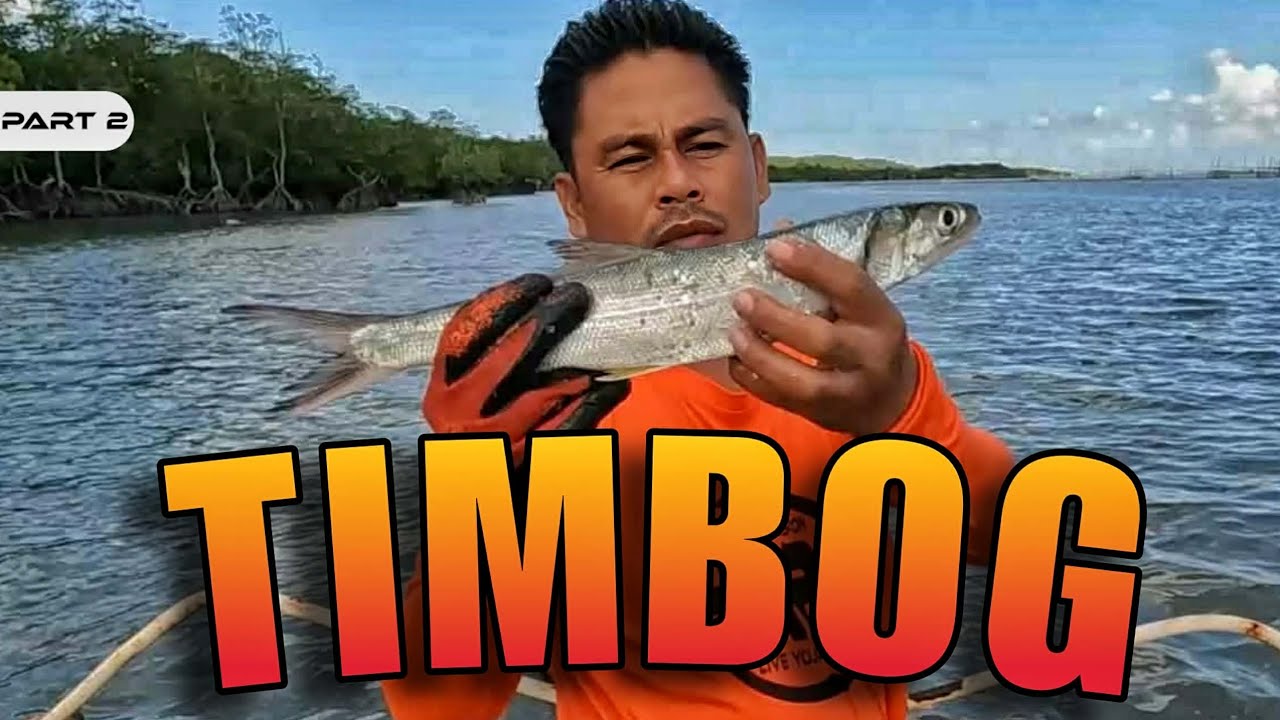 P2 - TIMBOG