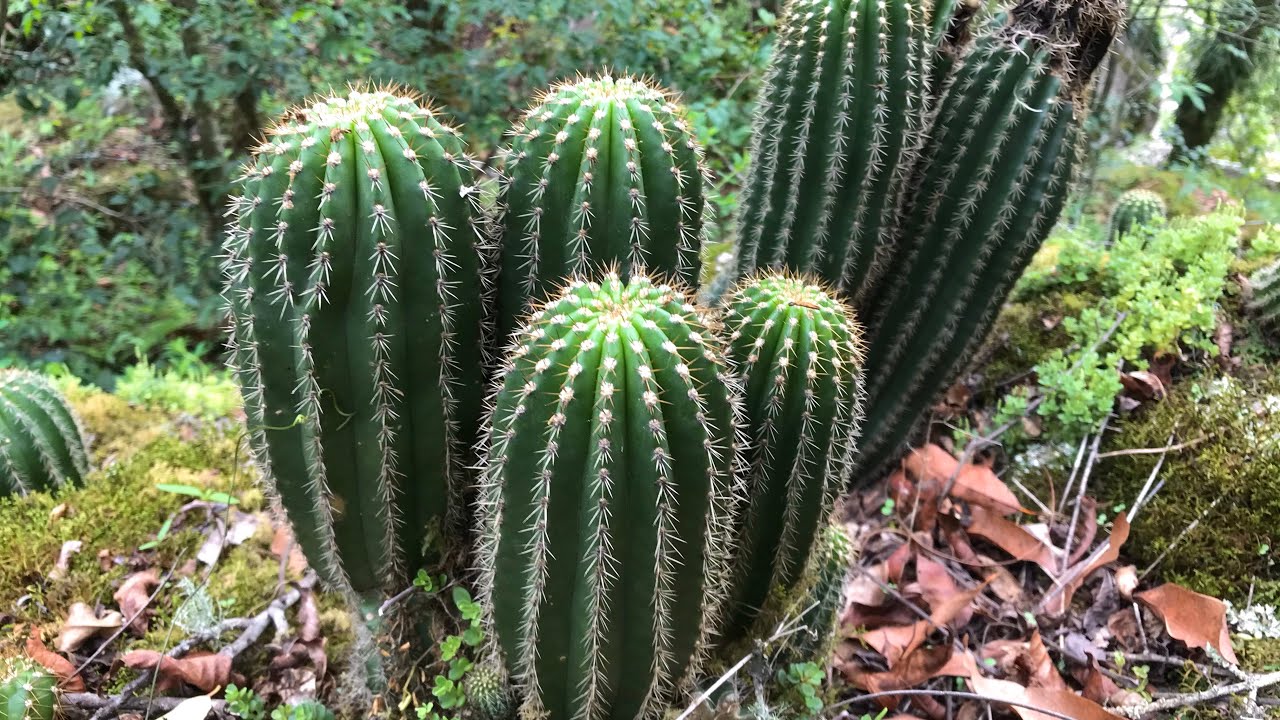 Cactus del bosque de montaña, Trichocereus schickendantzii. Flora Argentina (Salta)