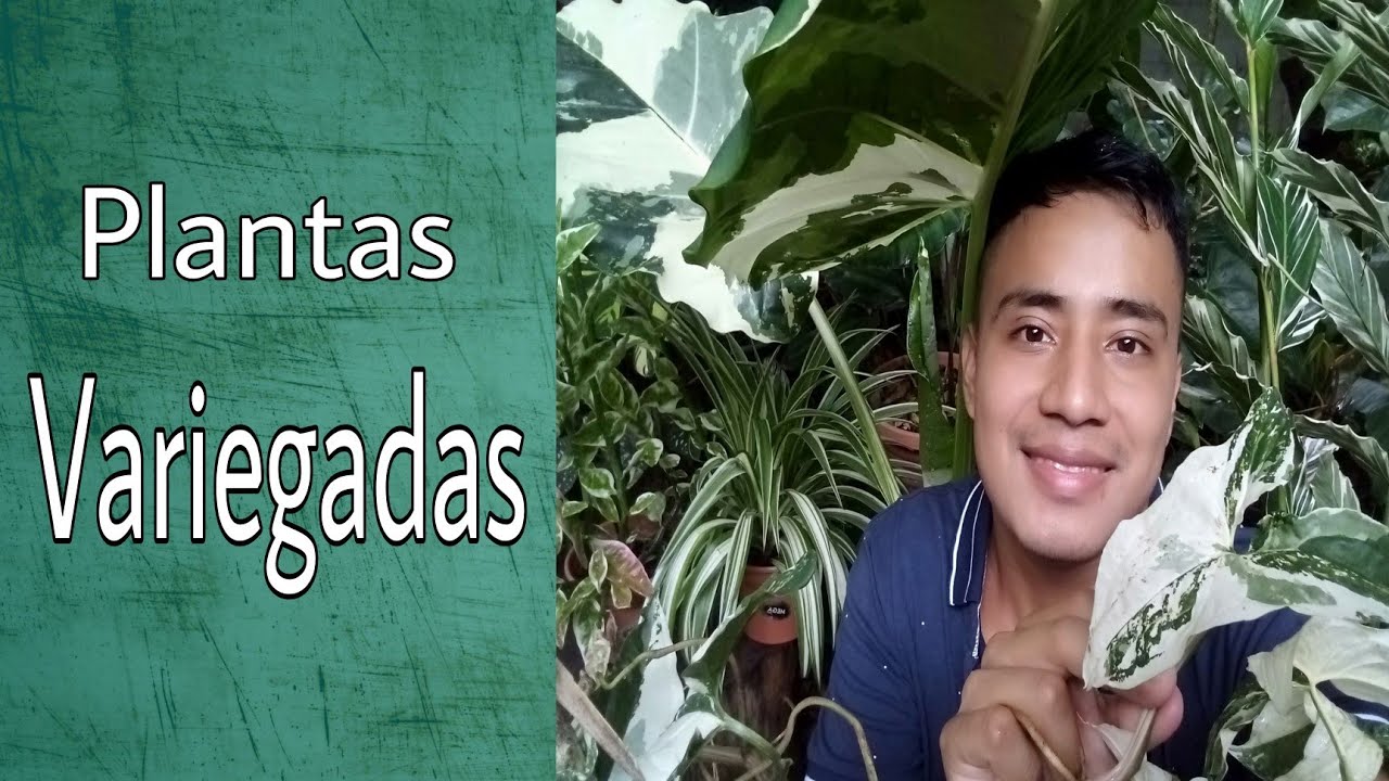 Tips para el cuidado de plantas variegadas