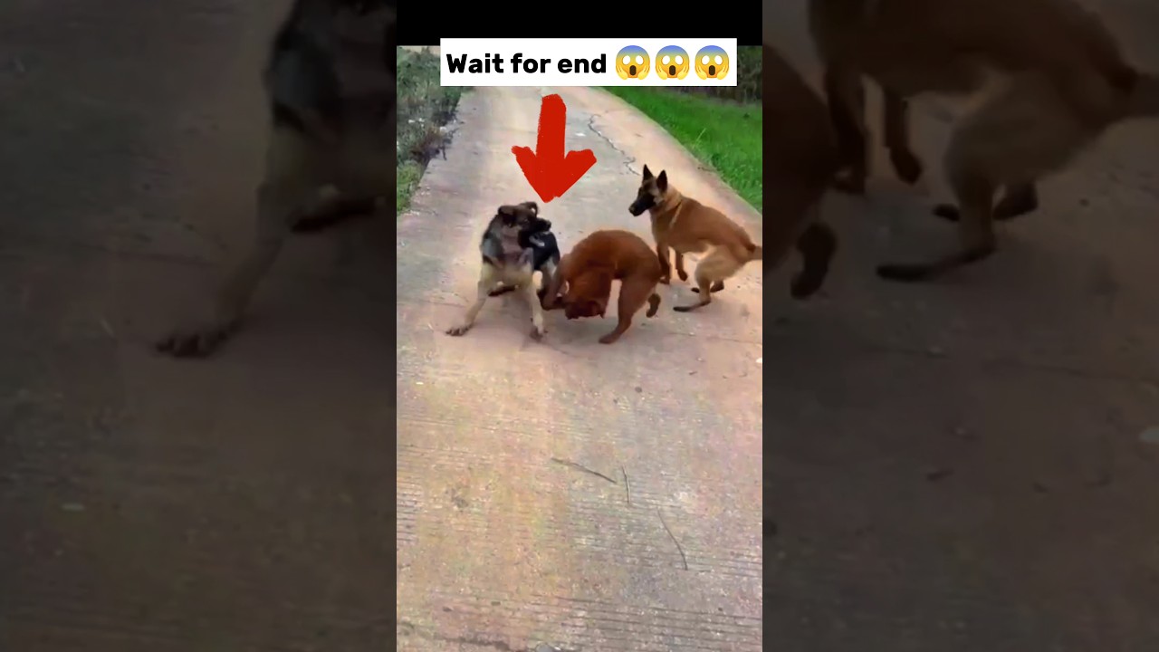 real gang war dog video | street dog fight video| #shorts #dog #dogfight #dogs #fight