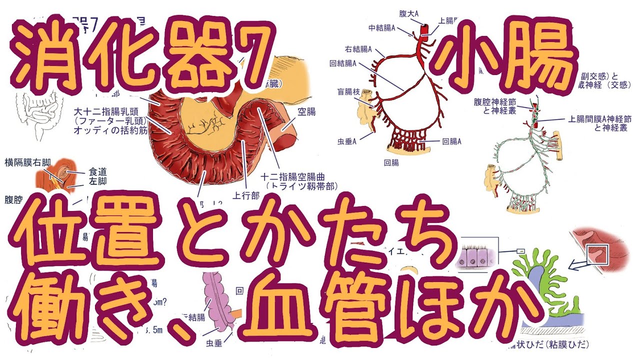 消化器7 小腸(つくりと働き、消化管ホルモン)【2版】