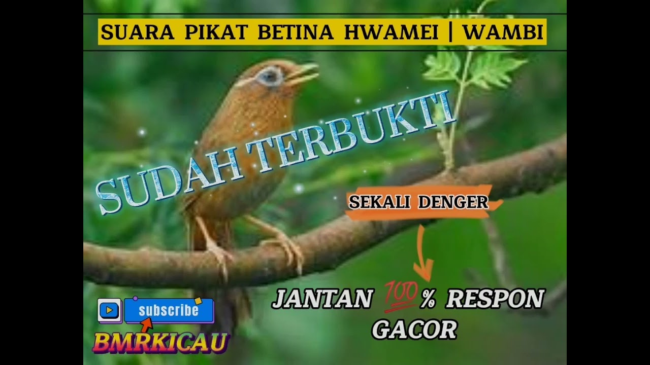 SUARA PIKAT HWAMEI WAMBI BETINA, JANTAN 💯% RESPON, GACOR BONGKAR ISIAN