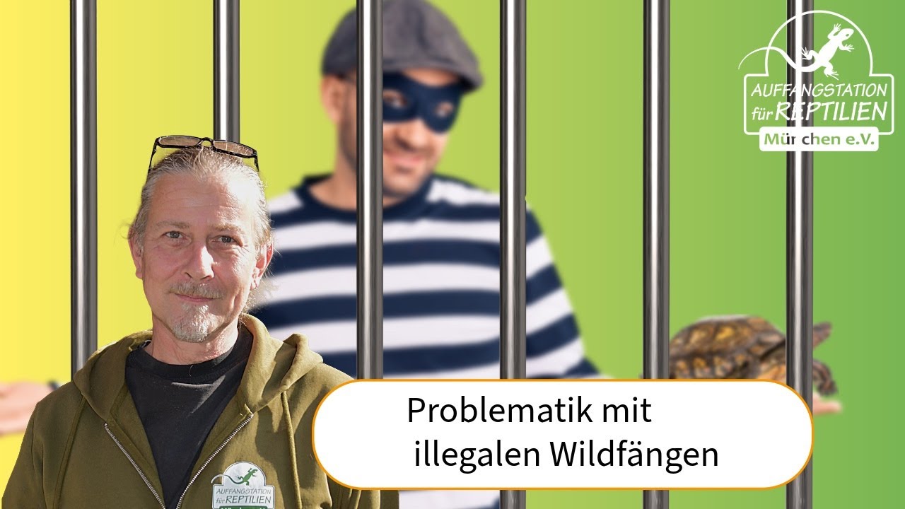 Schmuggeltiere - Die Problematik mit illegalen Wildfängen