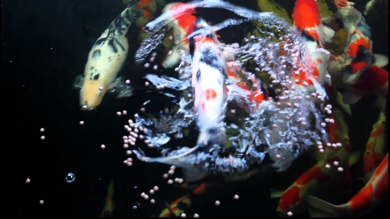 Shukri's koi and pond using Waterco Bead filtration Sept 2012