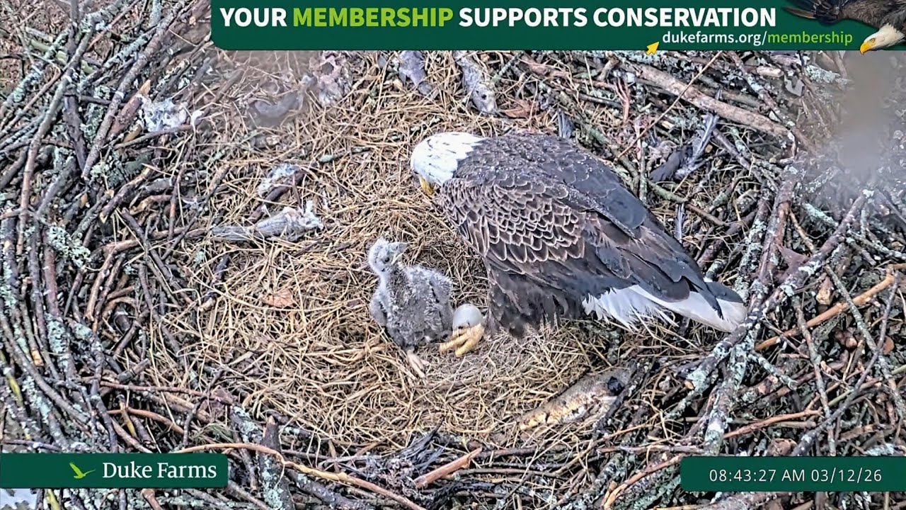 Duke Farms Eagle Cam 2026.3.12 🐣18days old