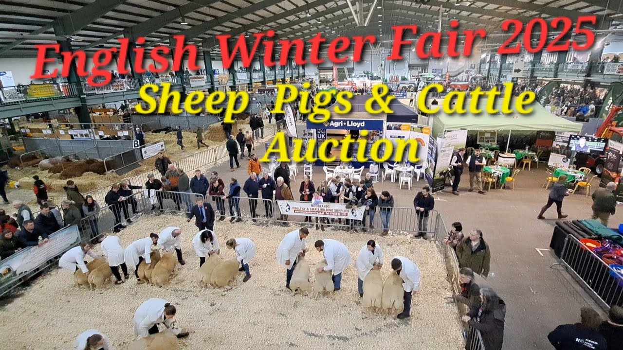 English Winter Fair 2025 Pedigree Sheep Pigs &  Cattle Auction!