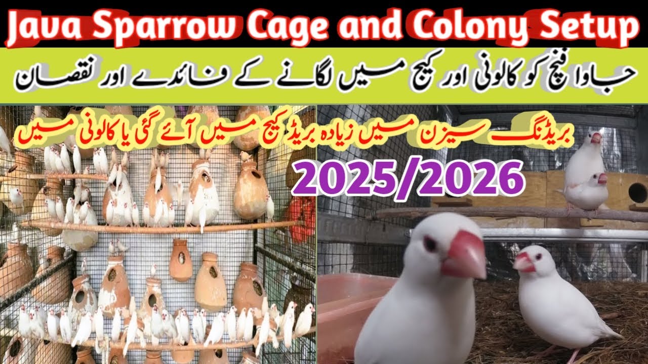 Java Sparrow Cage and Colony Setup | More broods in the breeding season in the cage or in the colony