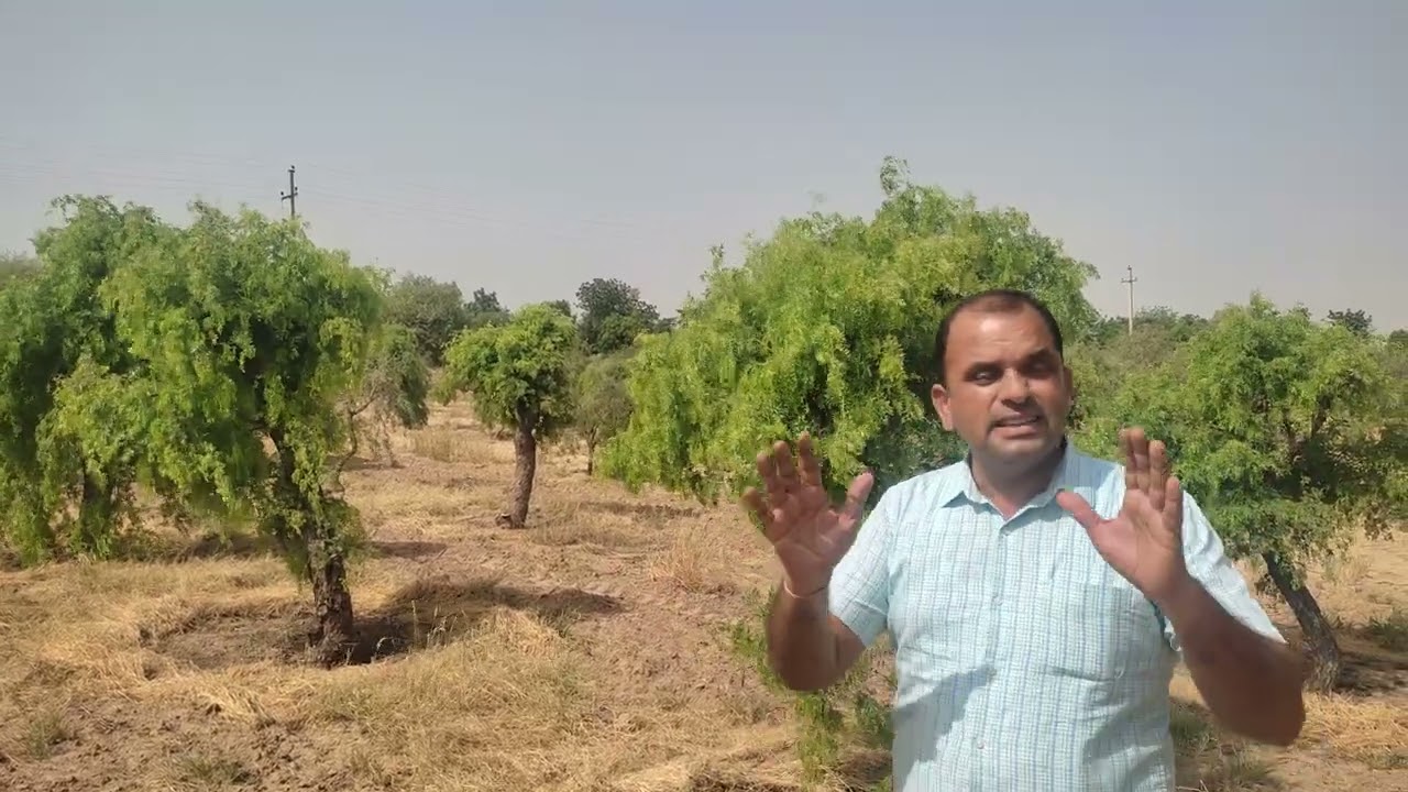 थार शोभा।। शोभा थार ।।Thar Sobha।।Sobha thar।। खेजड़ी की खेती ।। बिना पानी ।।Desert Plant ।।