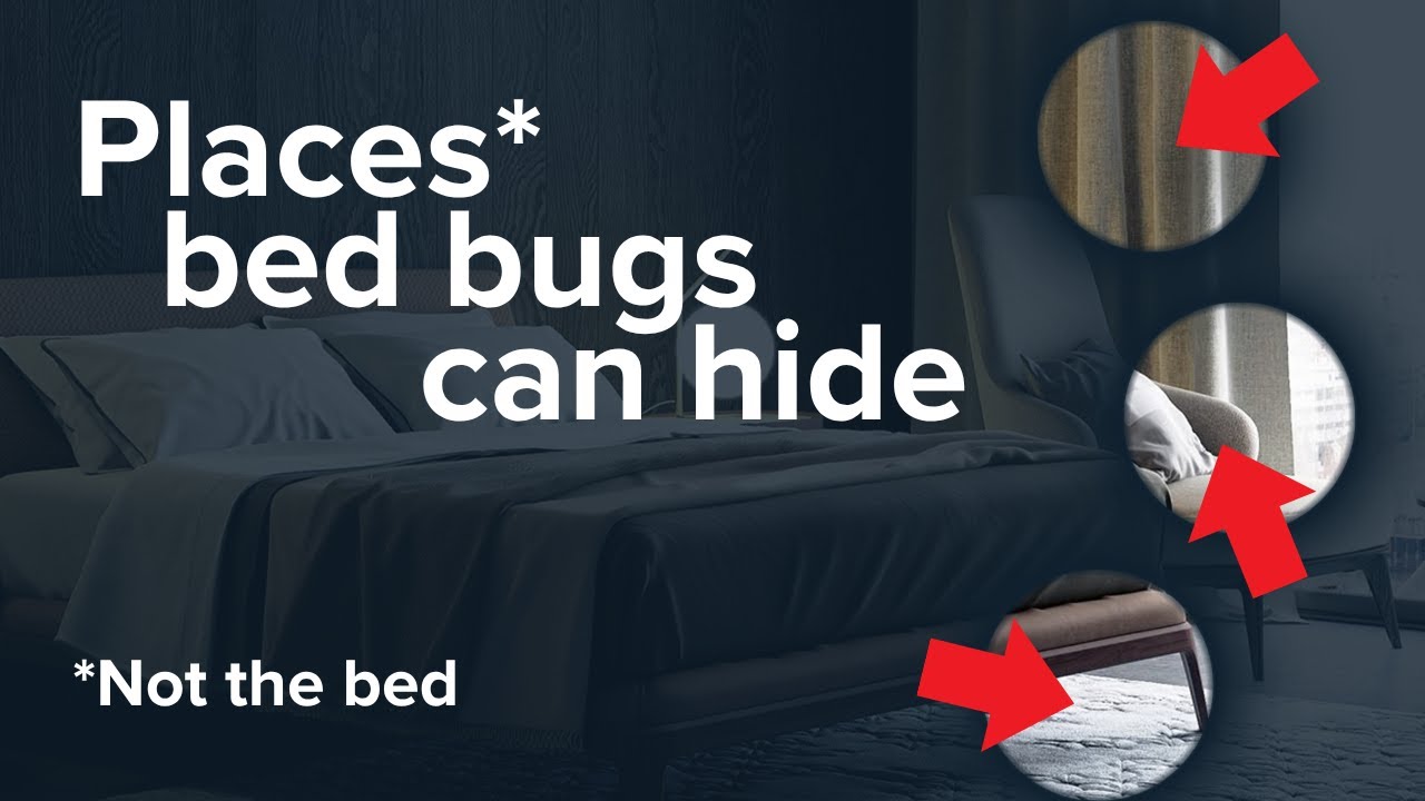 Bed bug pest control: How to prevent bed bug infestations in your home