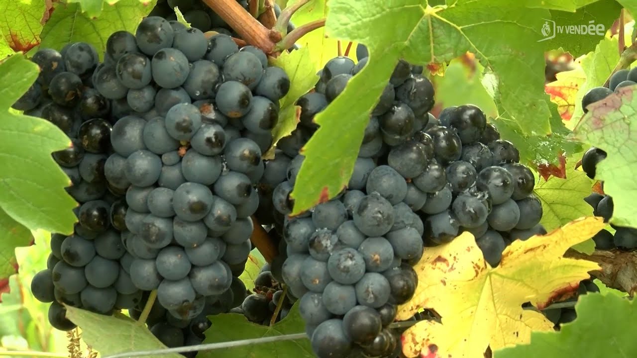 Vendanges 2025 : la récolte a-t-elle déjà commencé en Vendée ?