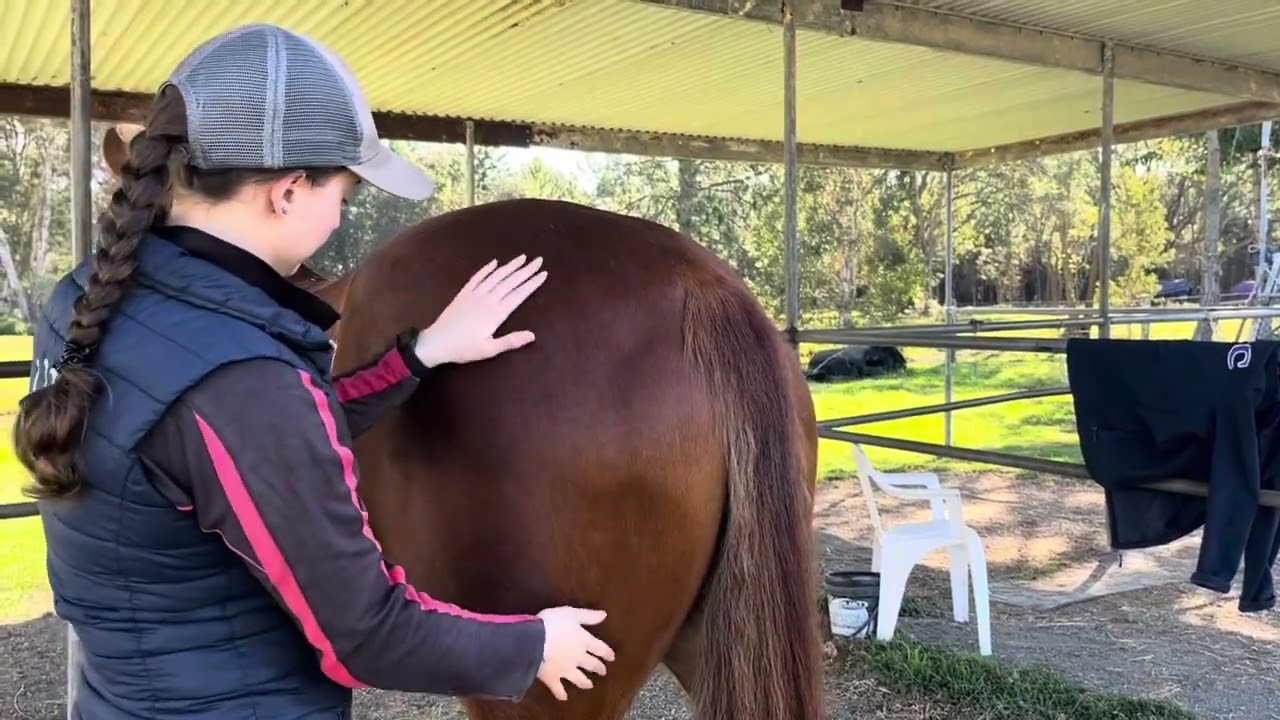 Equestricare Static, Dynamic Evaluation and Palpations