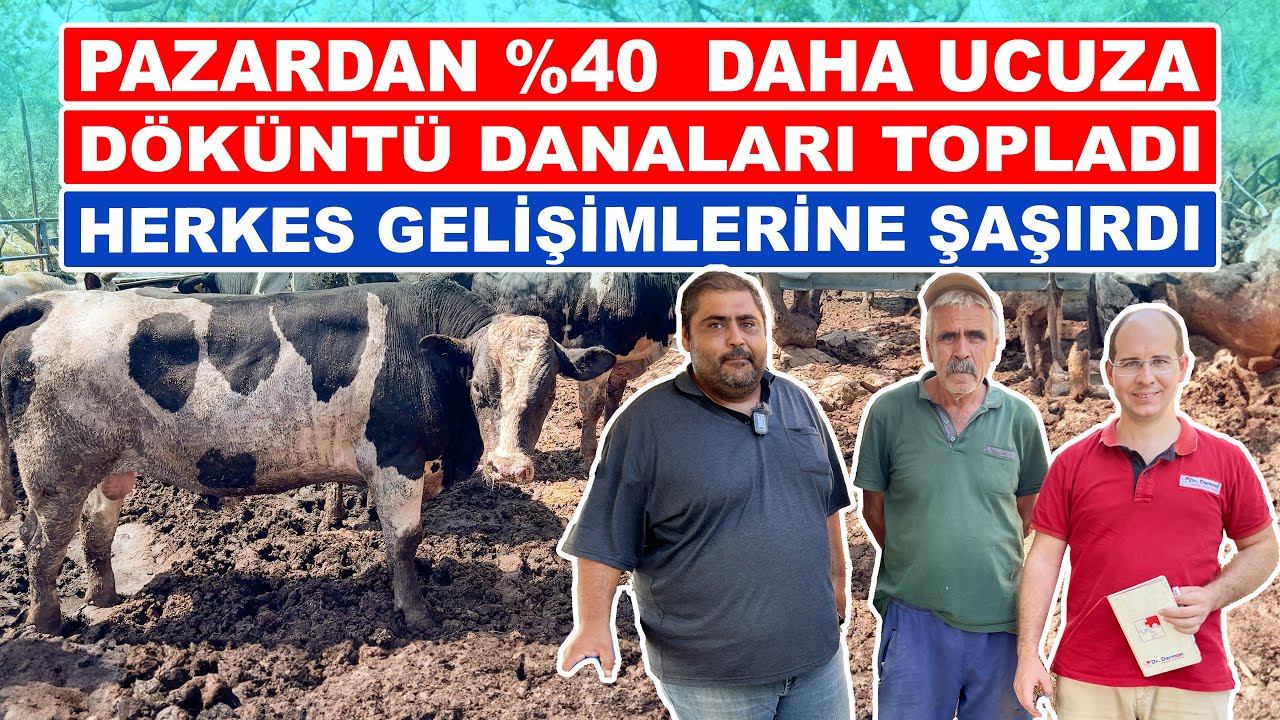 Pazardan %40 Daha Ucuza | Döküntü Danaları Topladı | Herkes Gelişimlerine Şaşırdı