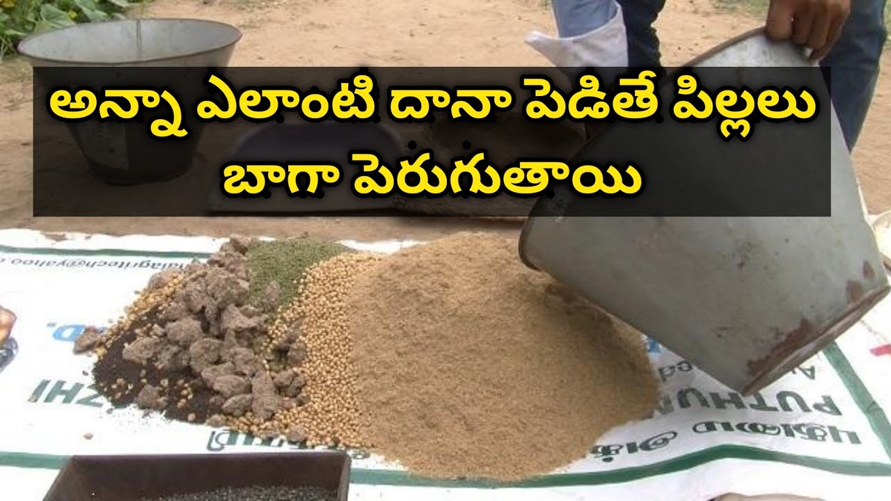 Concentrate Feed for Fast Growth in Sheep and Goats - Weekend Farming YouTube Channel