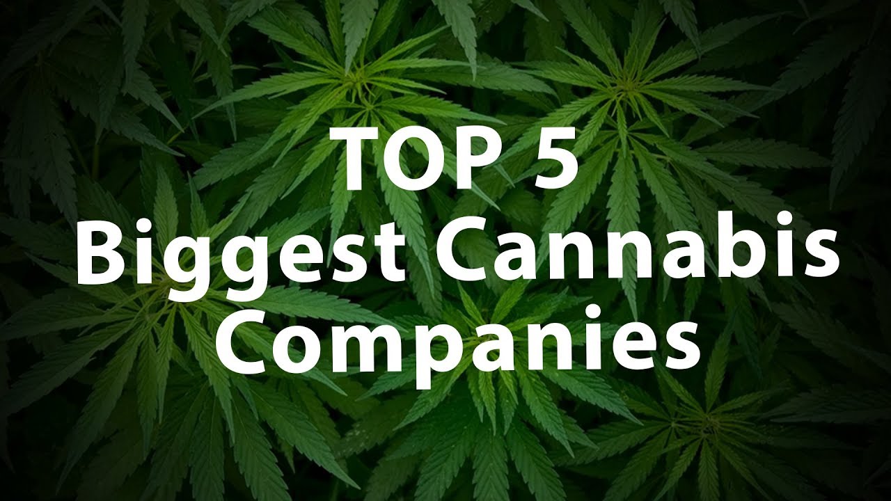TOP 5 Biggest Cannabis Companies