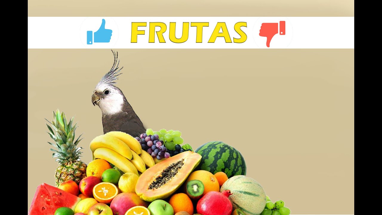 Frutas que podem e não podem ser oferecidas para as calopsitas!