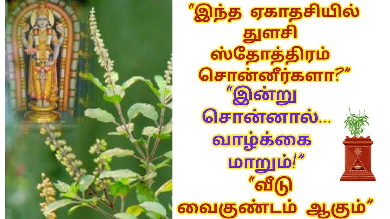 “வெள்ளிக்கிழமை ஏகாதசி | துளசி சொன்னால் வீடு வைகுண்டம்”• “துளசி ஜபம் – தடை நீக்கும் தெய்வ ரகசியம்”