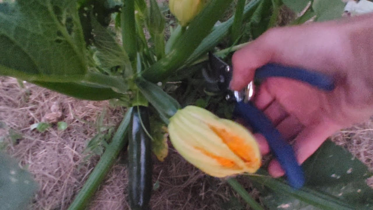How To Prune Zucchini Plants For Healthy Plants and High Yield
