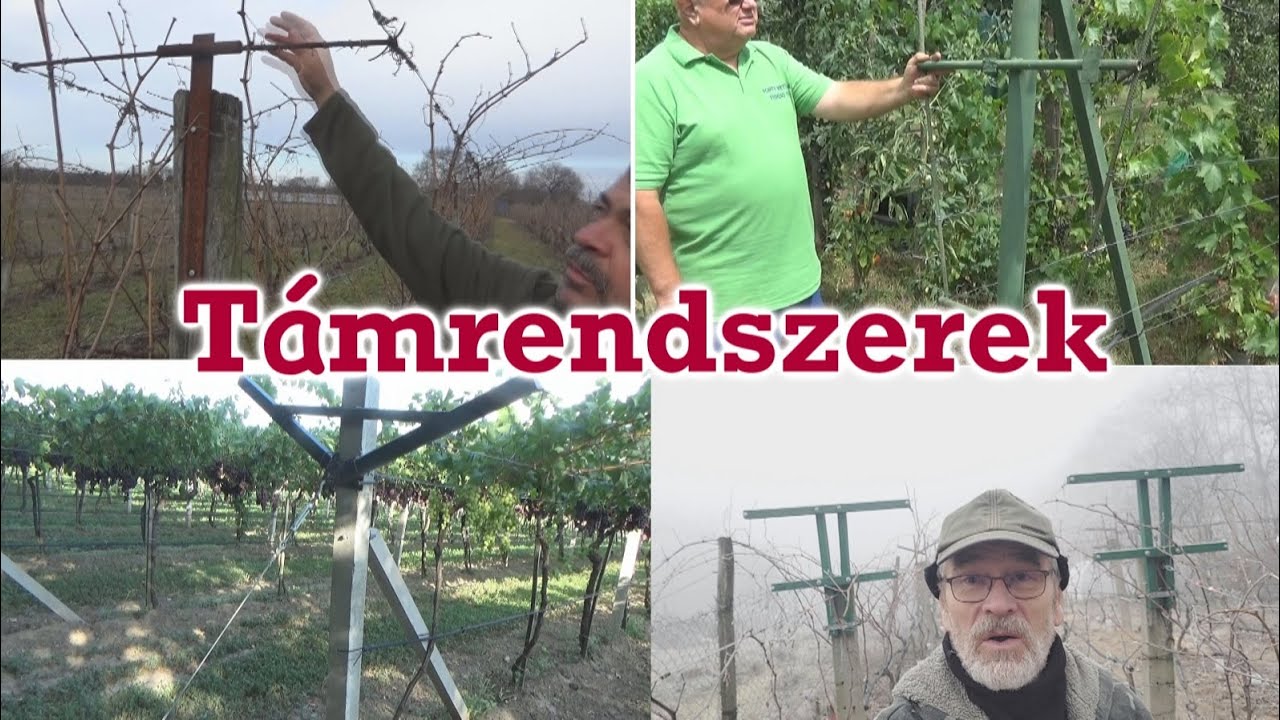 Támrendszerek a csemegeszőlő termesztéséhez