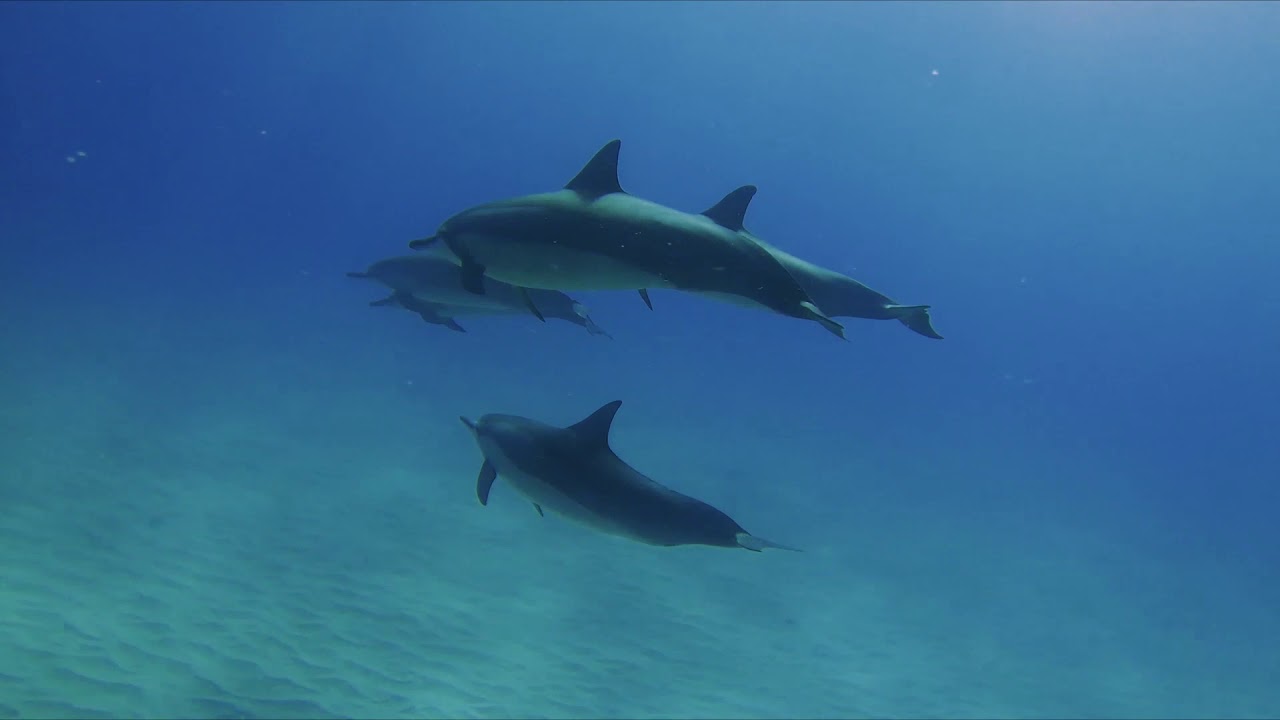 Hawaii Scuba Diving with Dolphins
