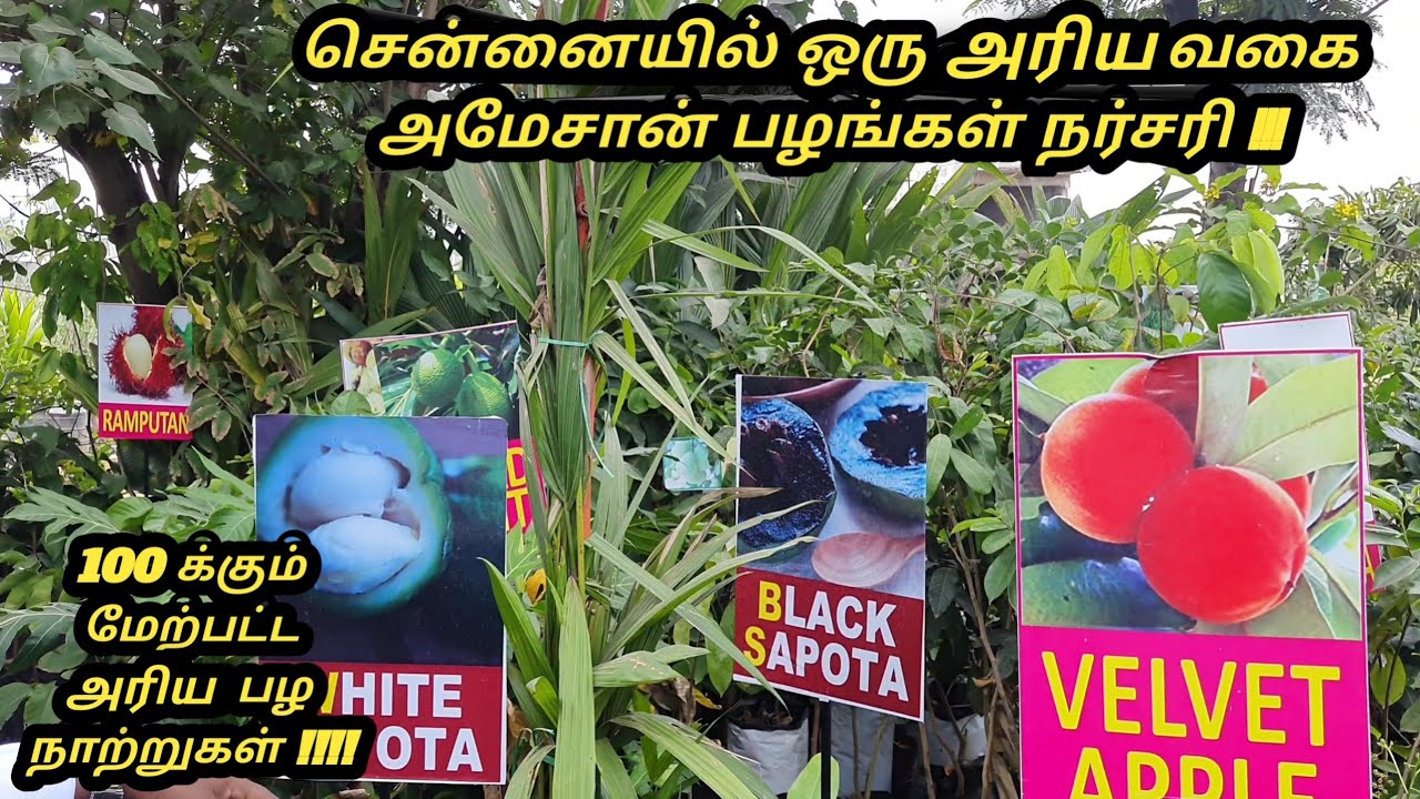 சென்னையில் ஒரு அமேசான் காடு அரிய பழமரங்கள் நர்சரி # Exotic Amazon Rainforest Fruits plants chennai