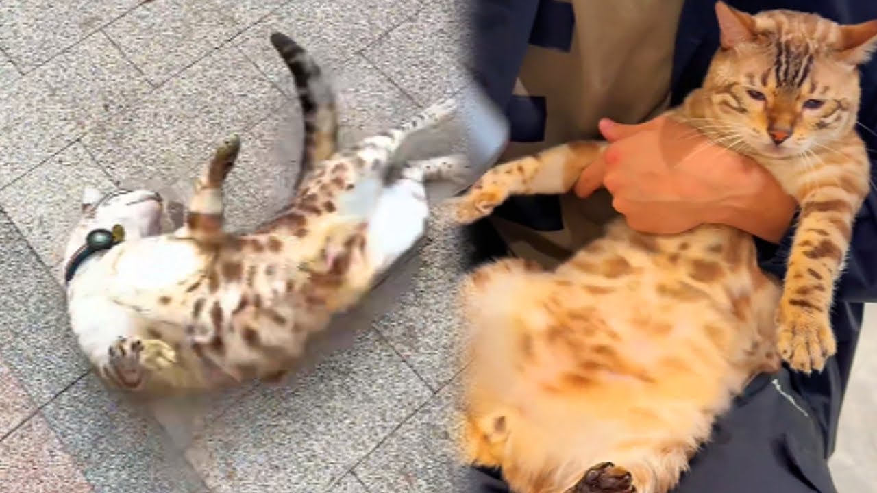 八條太壞了！ 竟教白色小猫打滾，鏟屎官一招讓它明白人心險惡【小鋒真喵啊】
