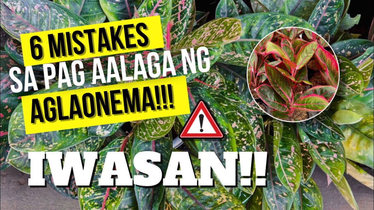 AVOID THESE MISTAKES AND YOUR AGLAONEMA WILL BECOME HEALTHIER!