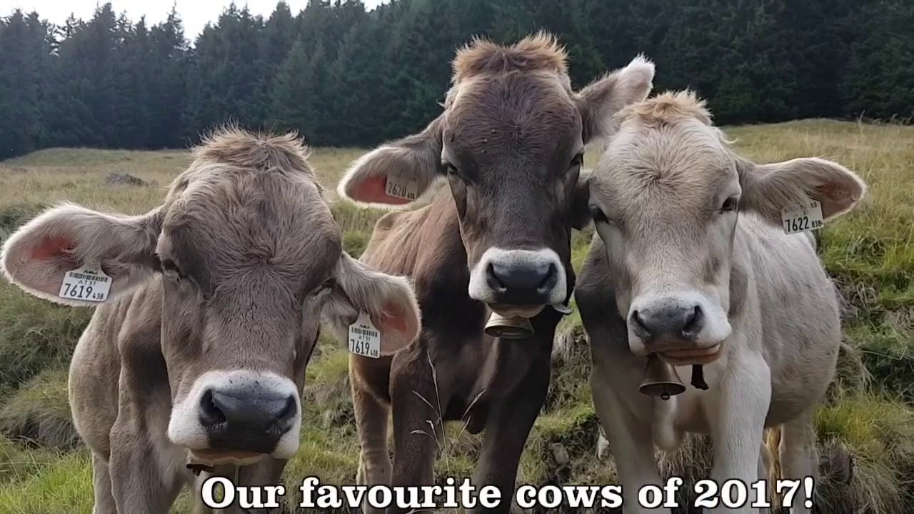 The Cows of Tyrol, Austria, 2017
