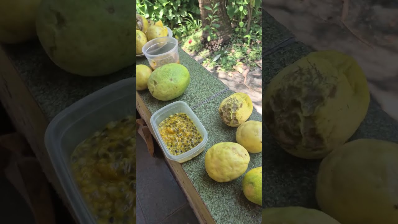 Colhendo algumas frutas aqui no sítio. 
