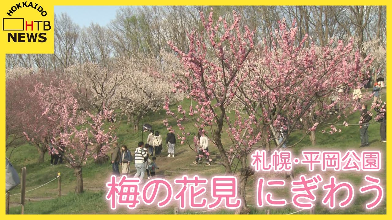 札幌では梅が見頃　「梅まつり」開催中の平岡公園は大にぎわい　白梅と紅梅の約1200本　開花のピーク