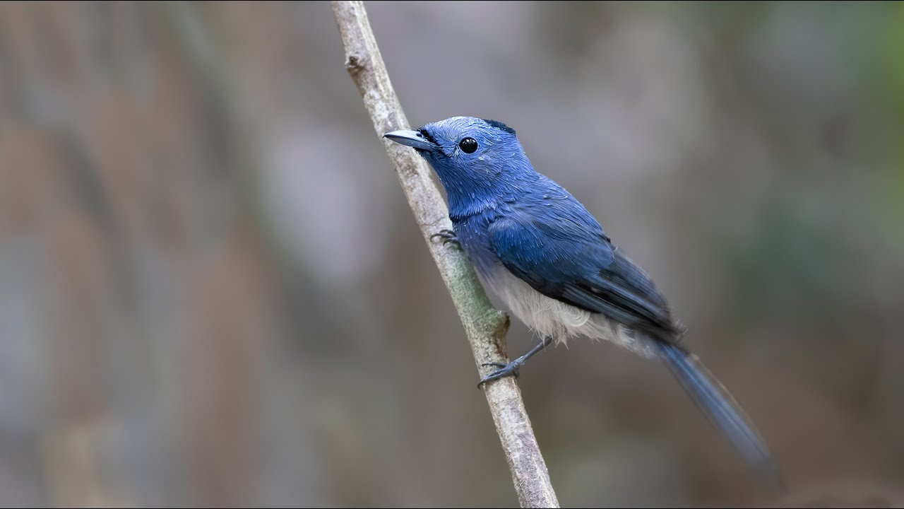 Black-naped Monarch | Bird incubating the chicks | Blue Birds | Cam Nature |