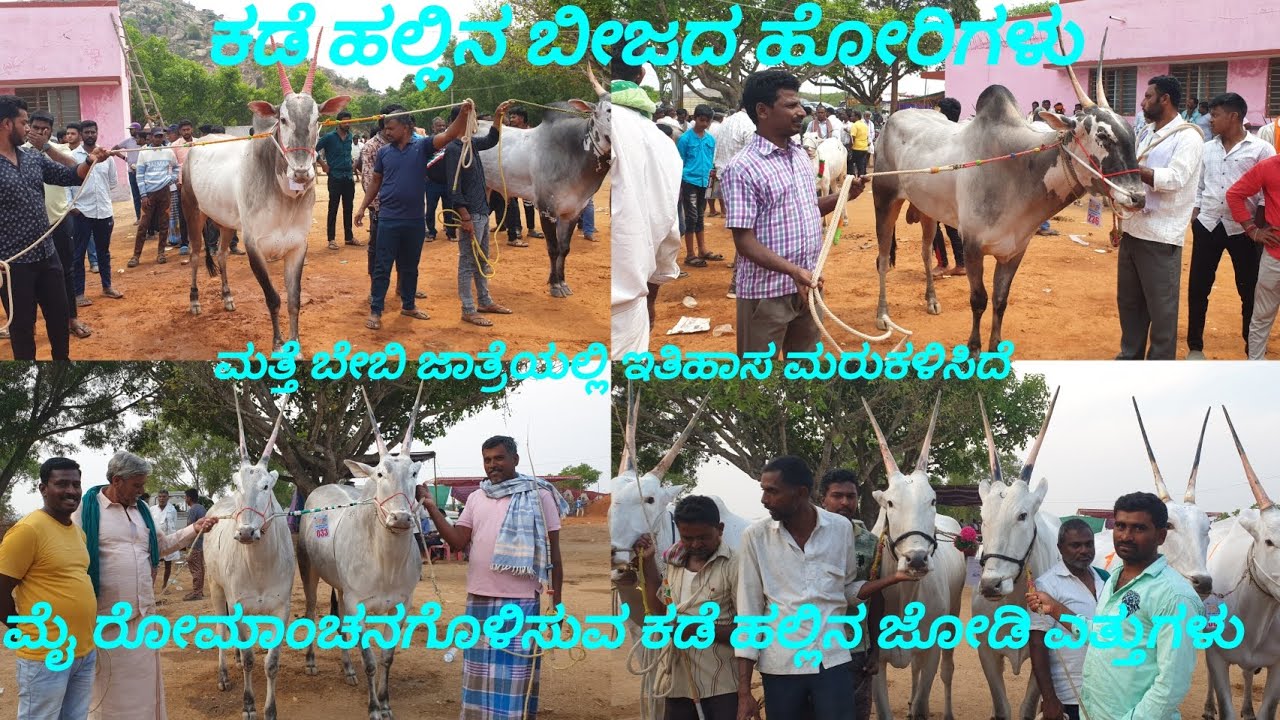 ಕಡೆ ಹಲ್ಲಿನ ಬೀಜದ ಹೋರಿಗಳು & ಮೈ ರೋಮಾಂಚನಗೊಳಿಸುವ ಕಡೆ ಹಲ್ಲಿನ ಮಿಂಚಿನಂತ ಜೋಡಿ ಎತ್ತುಗಳು ಕರ್ನಾಟಕದ ಟಾಪ್ ಎತ್ತುಗಳು