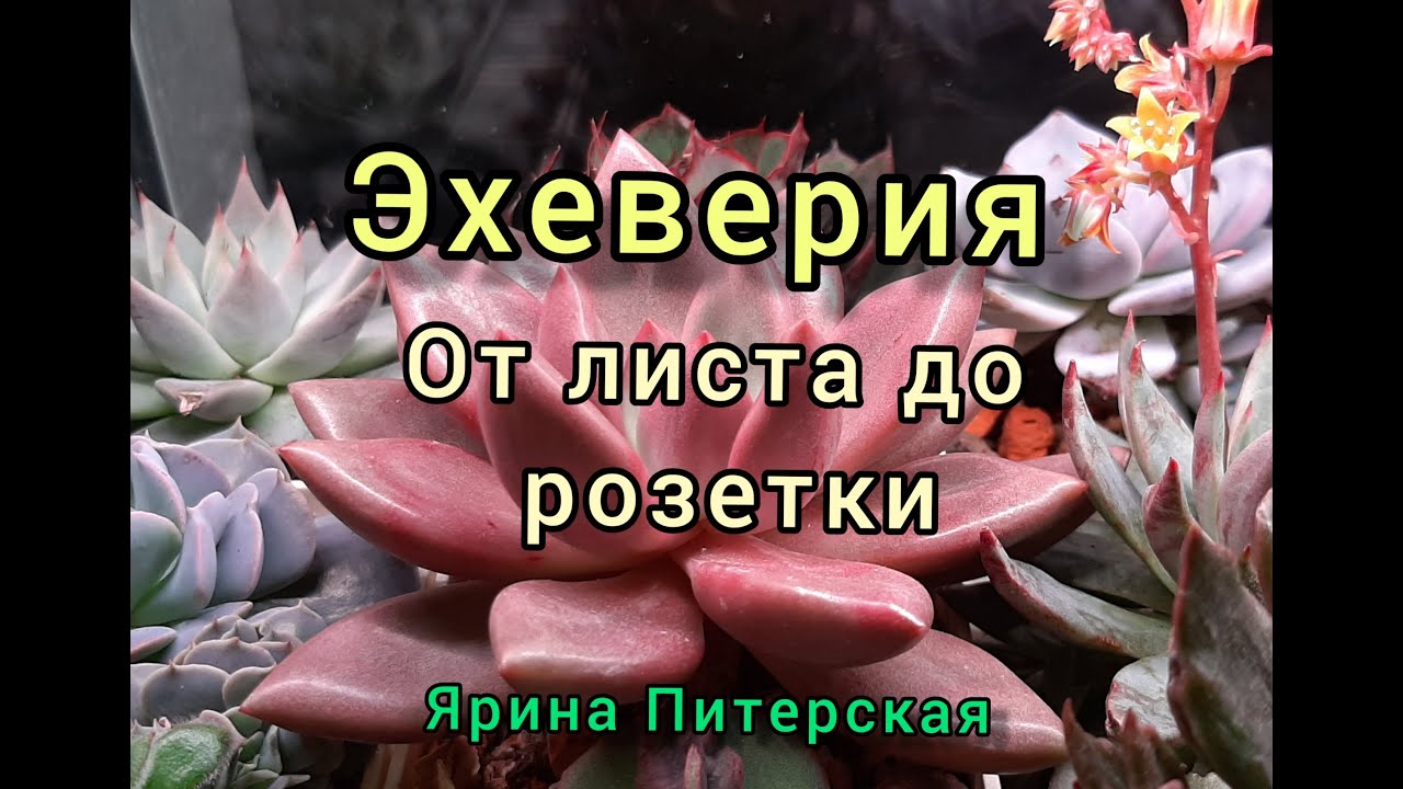 Эхеверия. От листа до розетки.