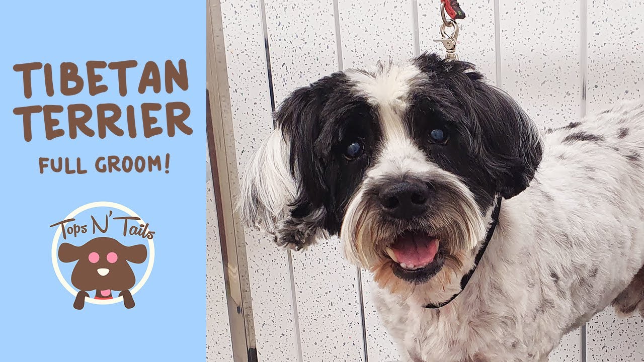 Tibetan Terrier Full Groom | Tops N' Tails
