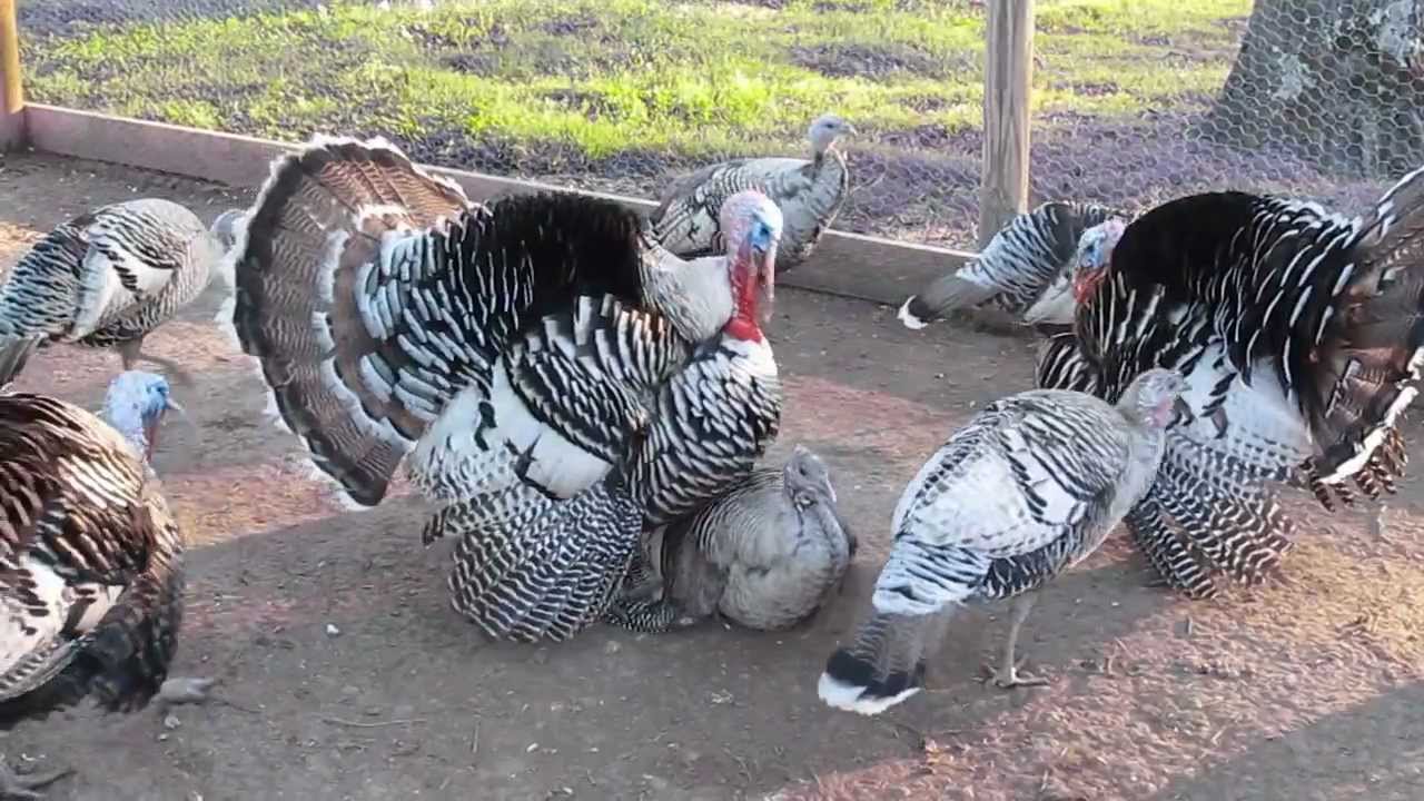 My Gobbler Breeding a Squealing Hen