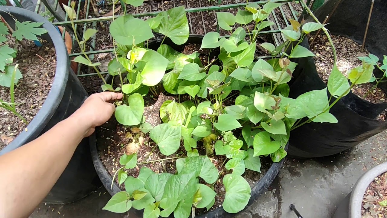 Paano Magtanim ng Sweet Potato (Kamote) sa Container