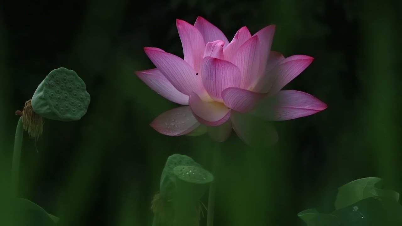 映像作家保山耕一 X ケルティック・ウーマン
