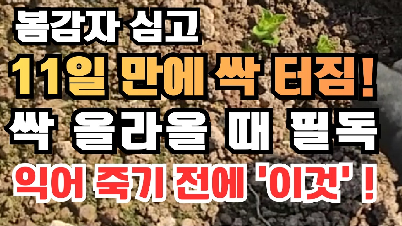 [532] 감자 싹 올라올 때 '터널 재배'와 '배색 멀칭' 관리법 총정리!