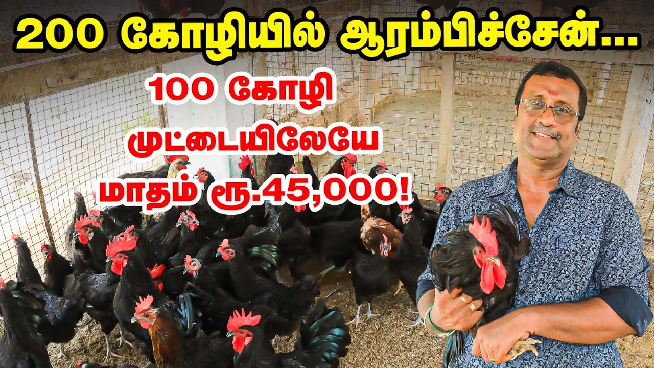கோழி வளர்ப்பில் இந்த தப்பெல்லாம் பண்ணாதீங்க | Kozhi Valarppu | Pasumai Vikatan