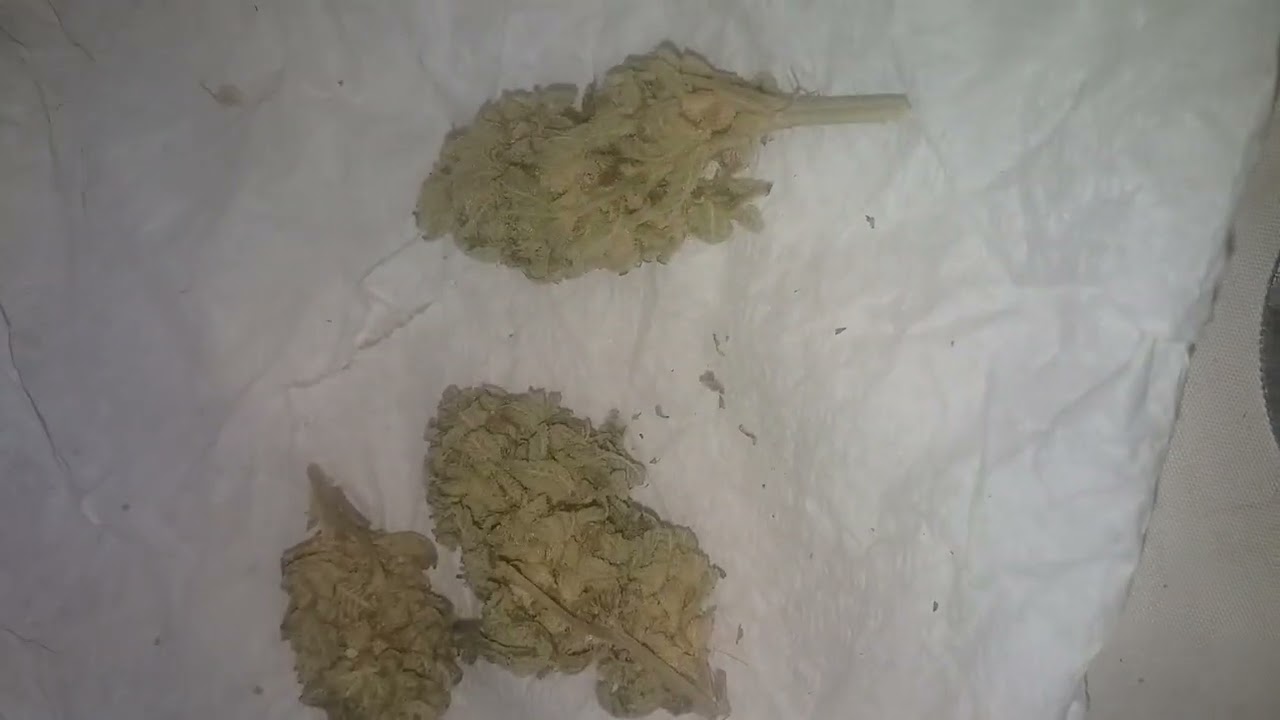 CBD MUY RICO 👌