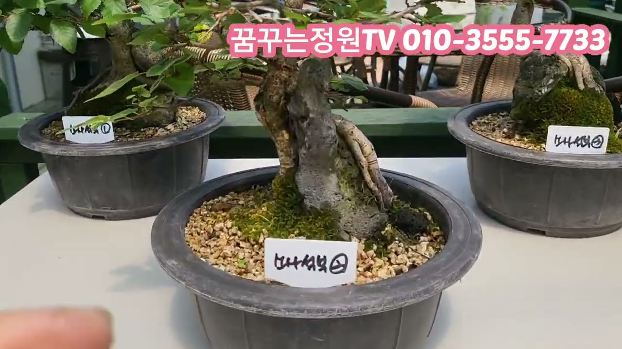 @소사 소품분재(석부작)