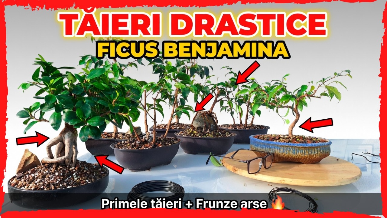 Taieri drastice la ficusi benjamina
