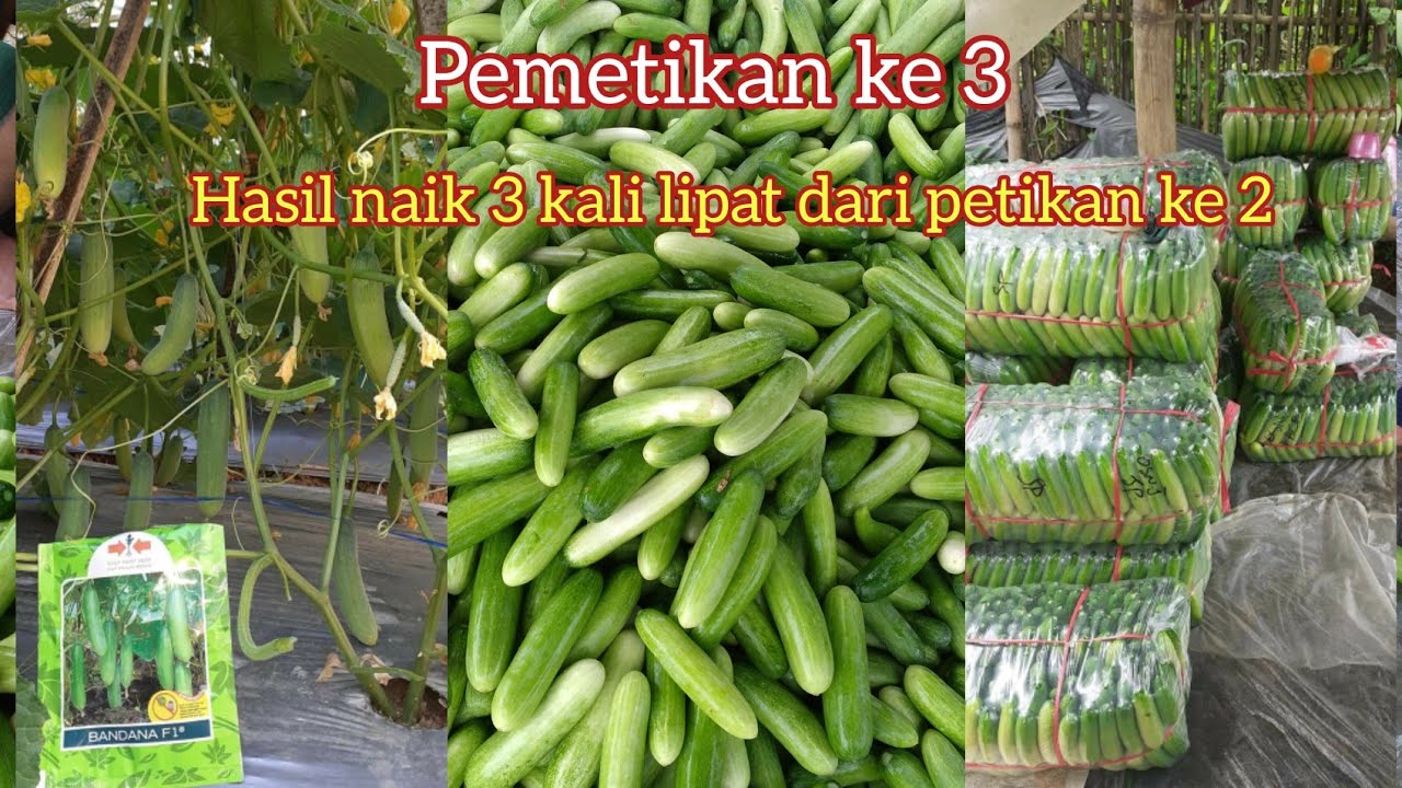 pemetikan ke 3 timun BANDANA F1.