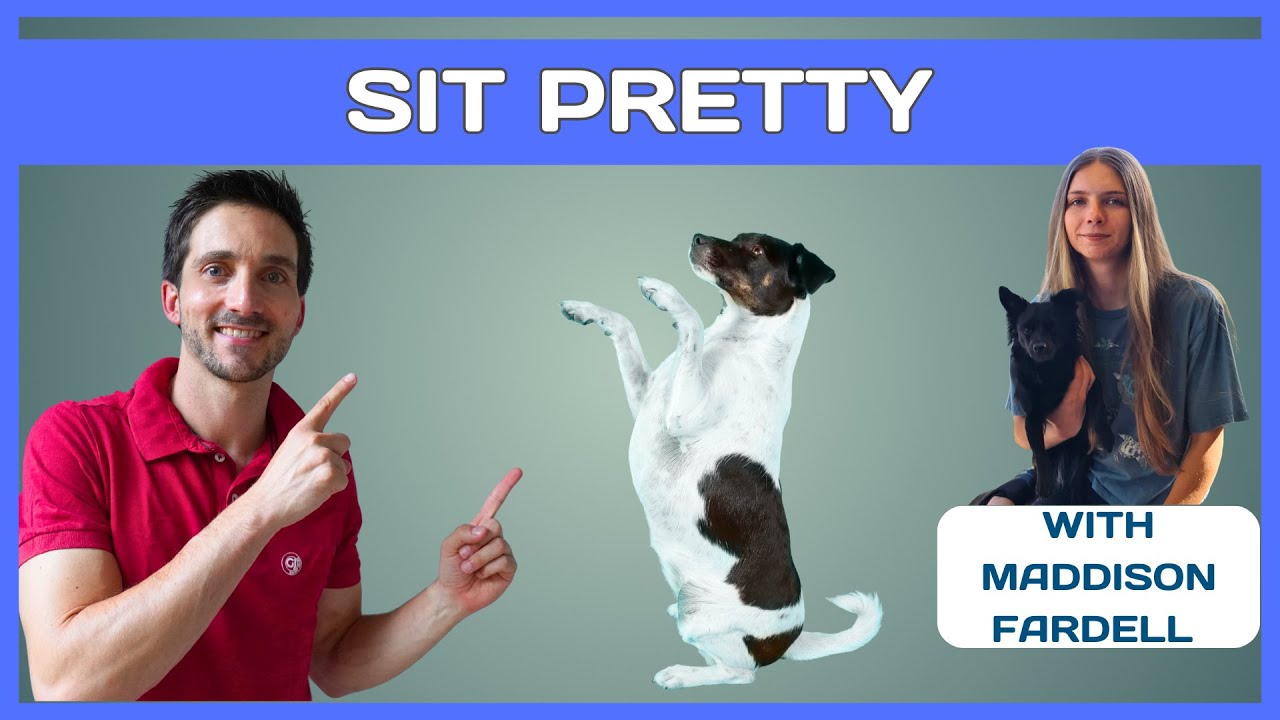 Как научить собаку красиво сидеть