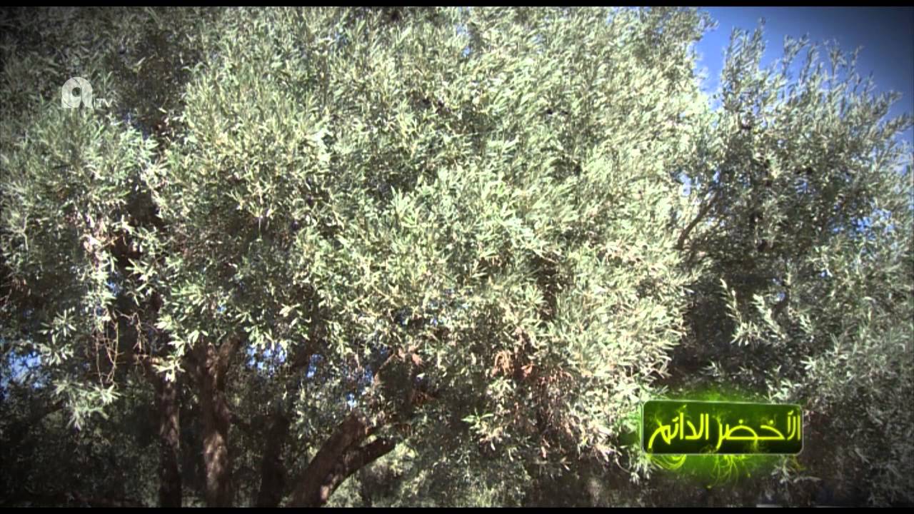 الجزائر : الأخضر الدائم، زراعة زيتون المائدة بولاية غليزان