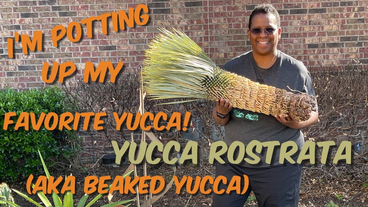 174: Spotlight Plant: How To Plant Yucca Rostrata | My Favorite Yucca!