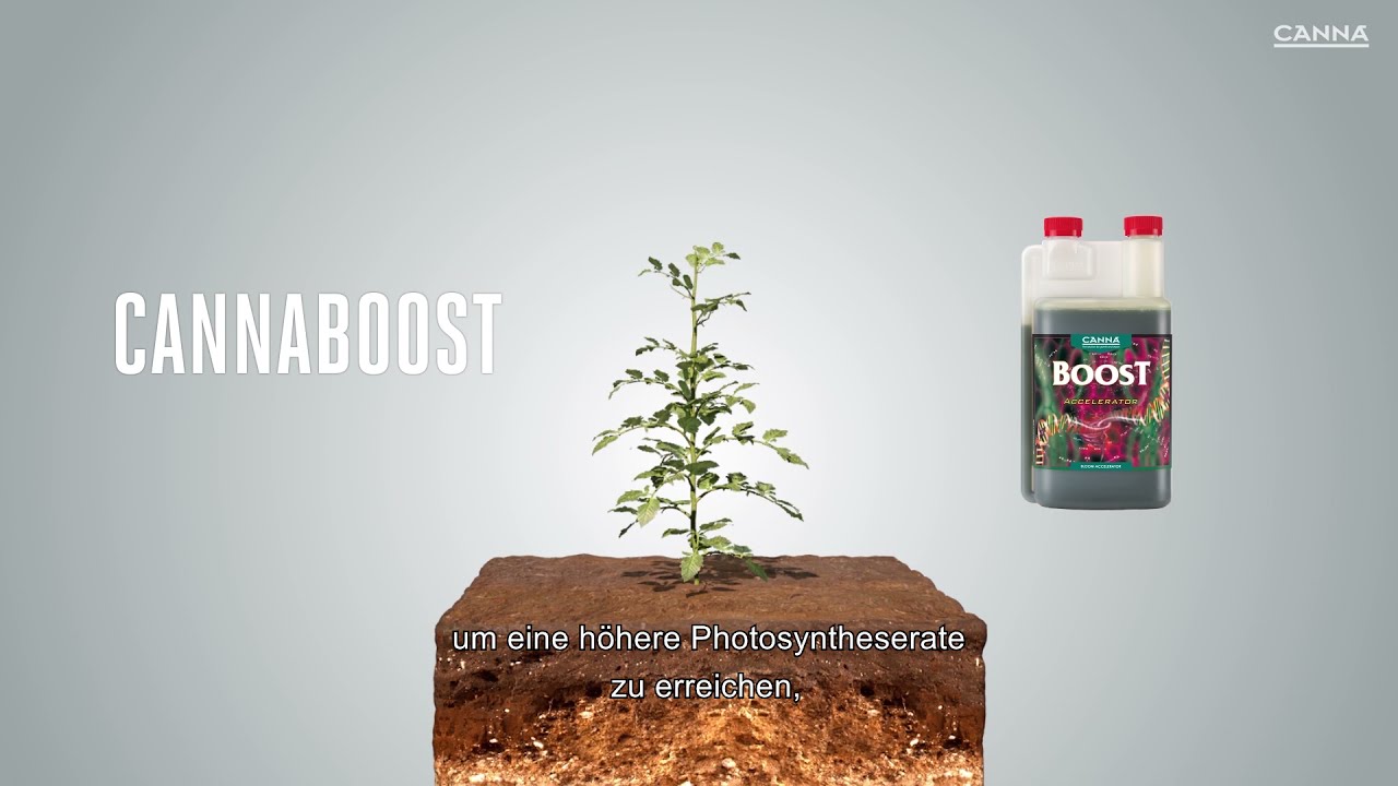 (Deutsch) CANNABOOST