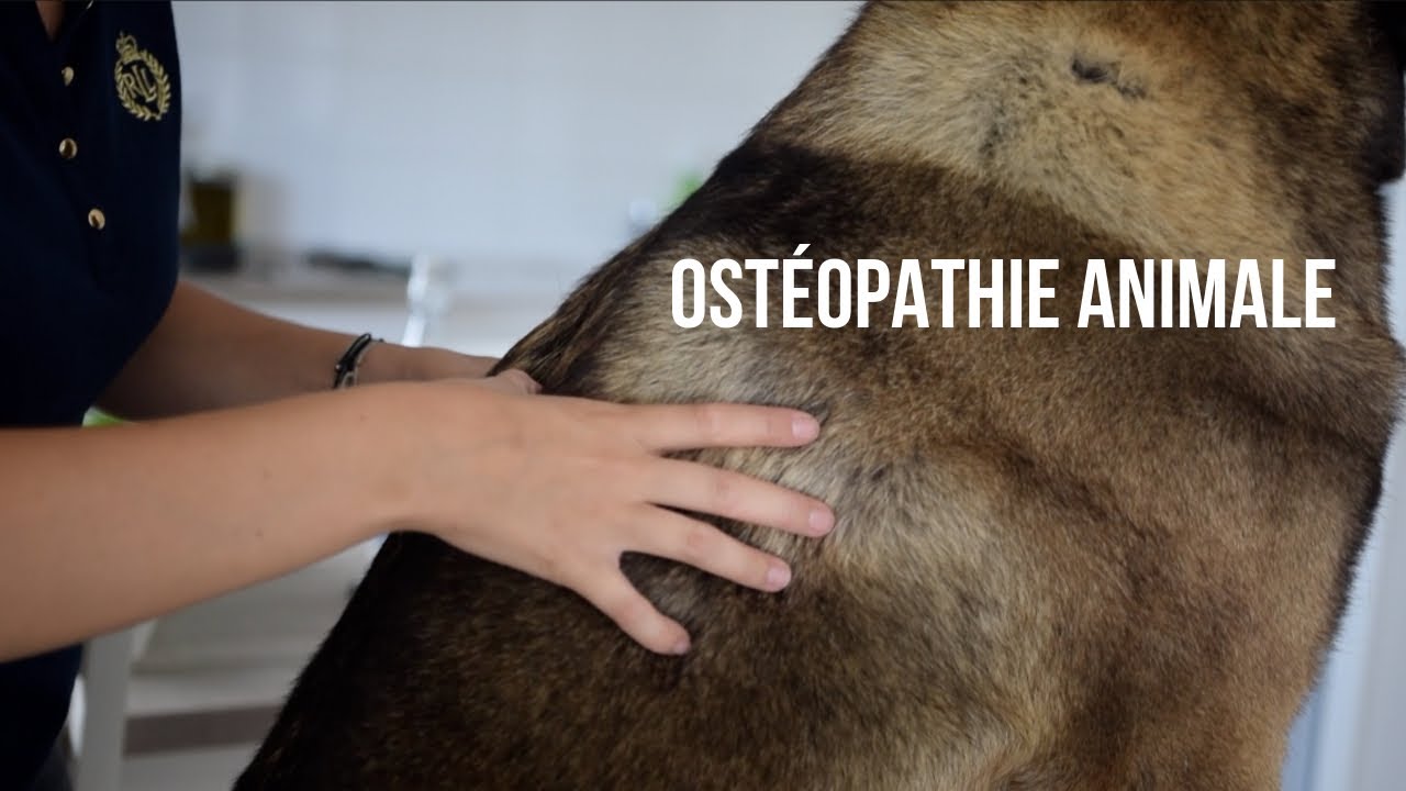 ON TESTE L'OSTÉOPATHIE POUR ANIMAUX || Malcolm The Akita